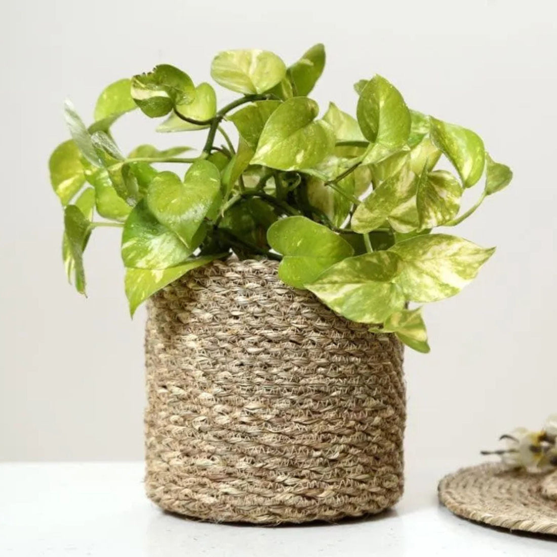 Enchanted Garden Jute Planter - Sarva Casa